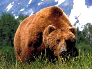 Самый большой медведь фото